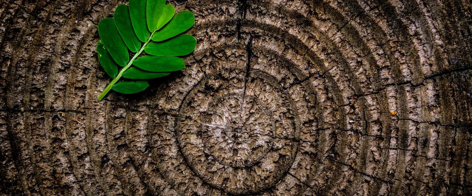 wood and leaf